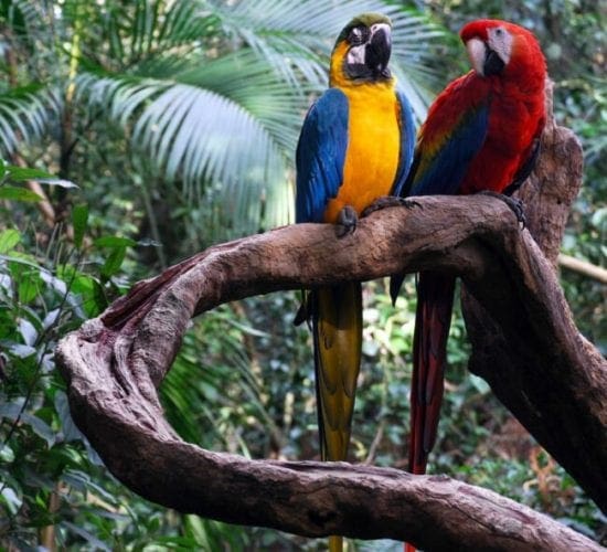 colorful parrots on a tree branch in the rainforest
