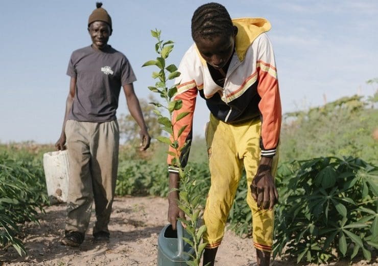 Ecosia funding helped to plant trees in Senegal (Credit: Ecosia)