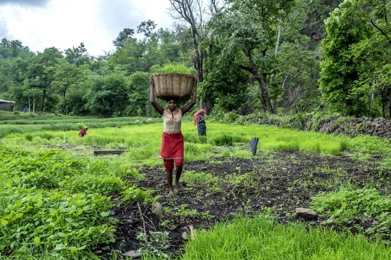 <p>Women in Sankdi village, in India\'s Narmada District, work in their communally managed village field. Photo by Panos Pictures/Food and Land Use Coalition.</p>
